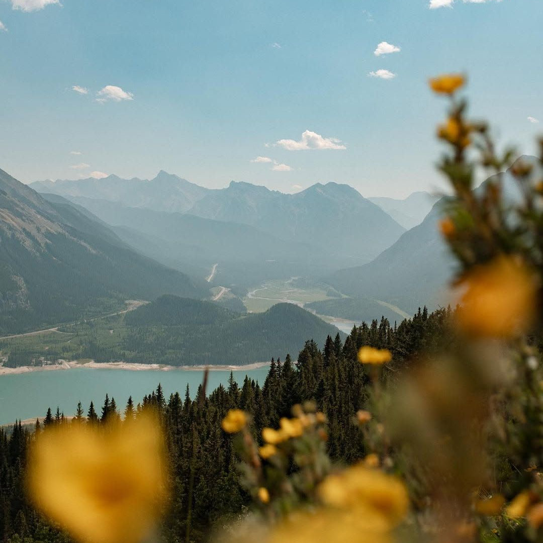 meadow, valley, forest